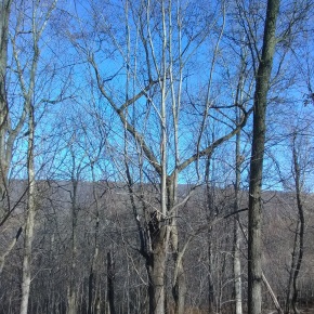 Tree on Renewal Ridge by Robert E. Thomason